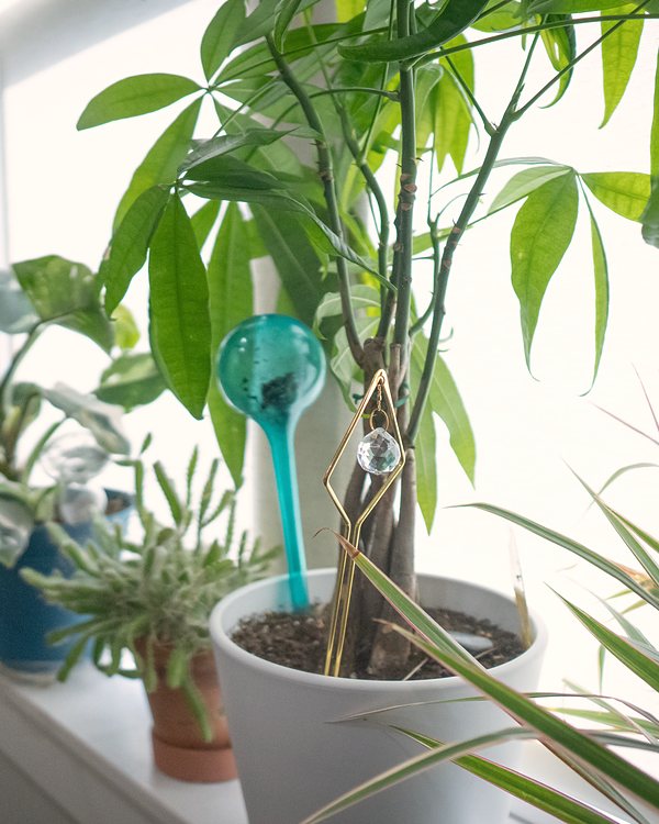 Plants on the office windowsill